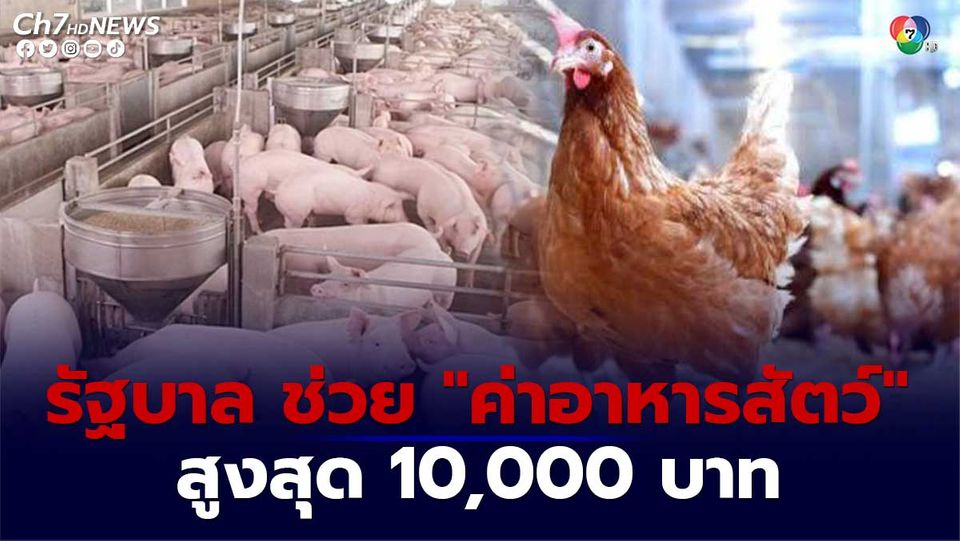 รัฐบาล ช่วยผู้เลี้ยง สุกร ไก่ไข่ ไก่เนื้อ ลดภาระ “ค่าอาหารสัตว์” สูงสุดถึง 10,000 บาท ยื่นเรื่องขอรับได้ถึง 31 ส.ค.นี้