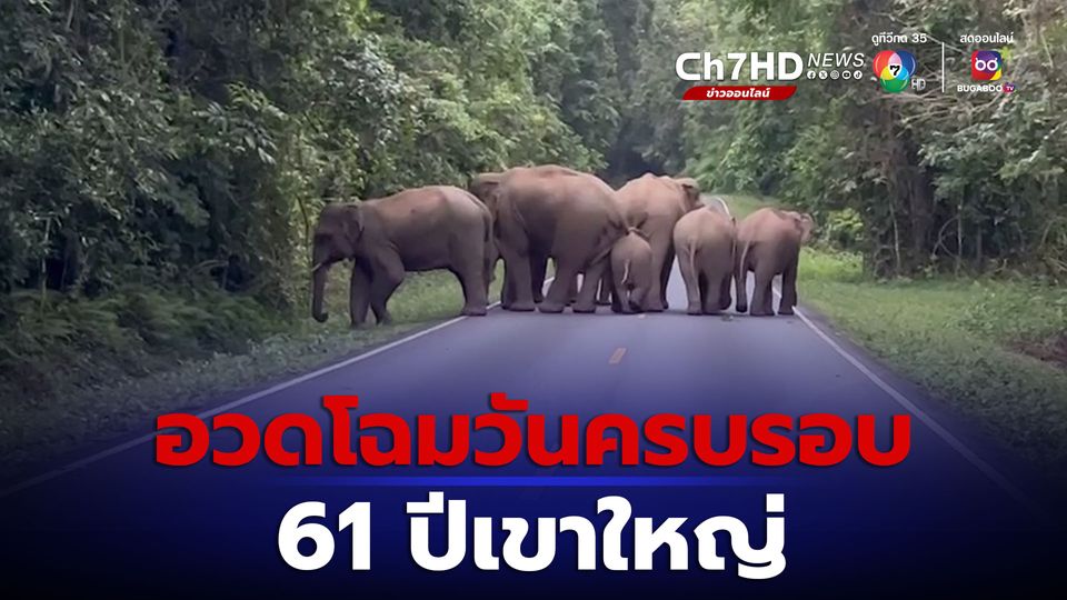 ช้างป่า 40 ตัว อวดโฉมวันครบรอบ 61 ปีเขาใหญ่