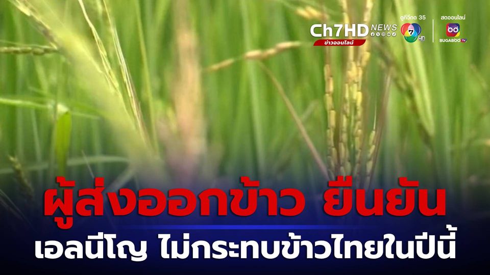ผู้ส่งออกยืนยัน เอลนีโญ ไม่กระทบข้าวไทยในปีนี้