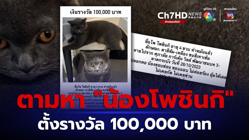 โพสต์ตามหาแมวสุดที่รัก น้องโพชินกิ ประกาศให้สินน้ำใจ 100,000 บาท