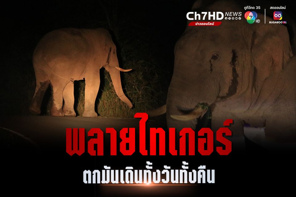 พลายไทเกอร์ ช้างป่าตกมัน เดินทั่วเขาใหญ่