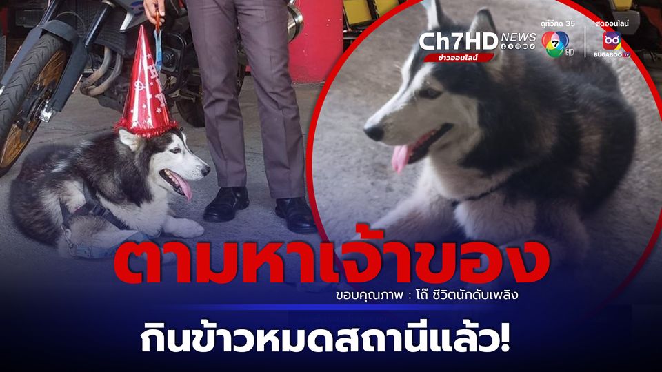 ประกาศตามหาเจ้าของ สุนัขพันธุ์ไซบีเรีย ตกใจเสียงพลุดพลัดหลง เจ้าหน้าที่ช่วยเหลือไว้