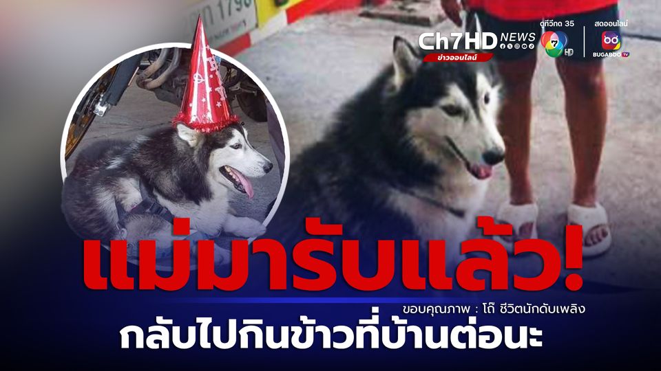 เจ้าของมารับแล้ว! สุนัขพันธุ์ไซบีเรีย พลัดหลงกินข้าวหมดสถานี ทราบชื่อ "น้องฟาโรห์"