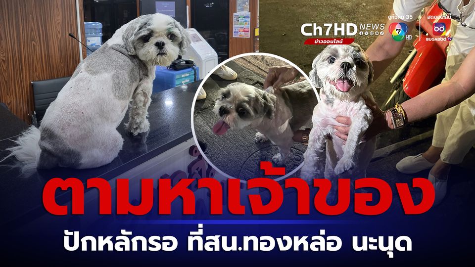 ตามหาเจ้าของ ลูกหมา กลัวเสียงพลุวิ่งพลัดหลง ปักหมุดรอเจ้าของที่ สน.ทองหล่อ