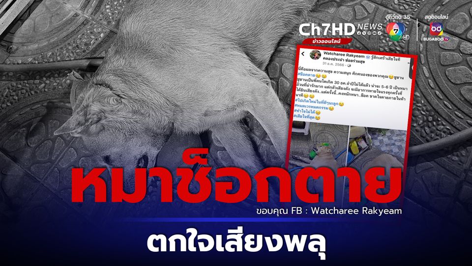 หมาช็อกตายตกใจเสียงพลุปีใหม่