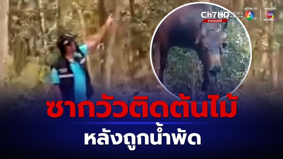 พบซากวัวติดบนยอดต้นยางพารา หลังน้ำท่วมลดลง