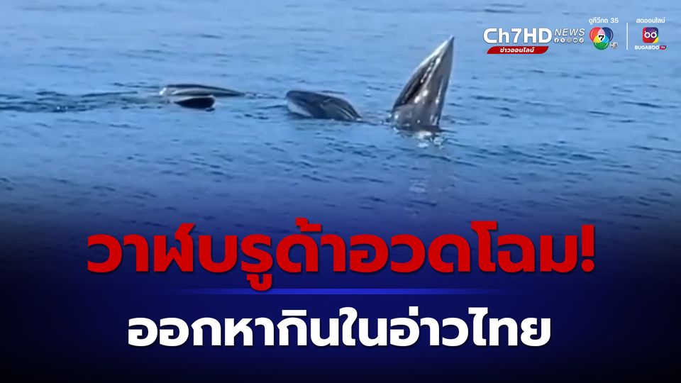 วาฬบรูด้า 4 ตัว หากินในทะเลอ่าวไทย