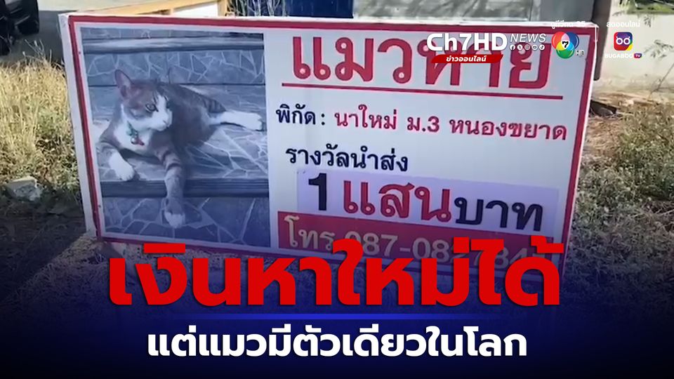 แมวสุดที่รักหายตัวไป 6 เดือน ตั้งเงินรางวัล 100,000 บาท