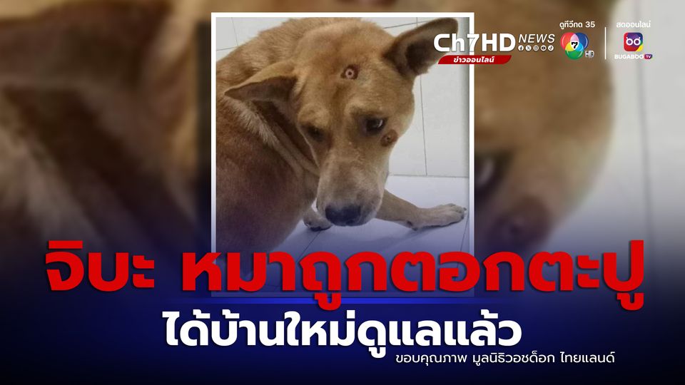 โชคดีของ จิบะ หมาถูกตอกตะปู ได้บ้านใหม่อุปการะดูแลแล้ว