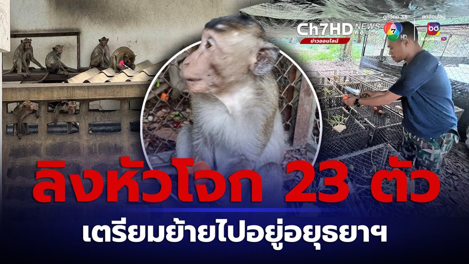 ลิงลพบุรี 3 วันจับหัวโจกได้ 23 ตัว เตรียมส่งไปอยู่ชั่วคราวที่สวนสัตว์อยุธยาฯ