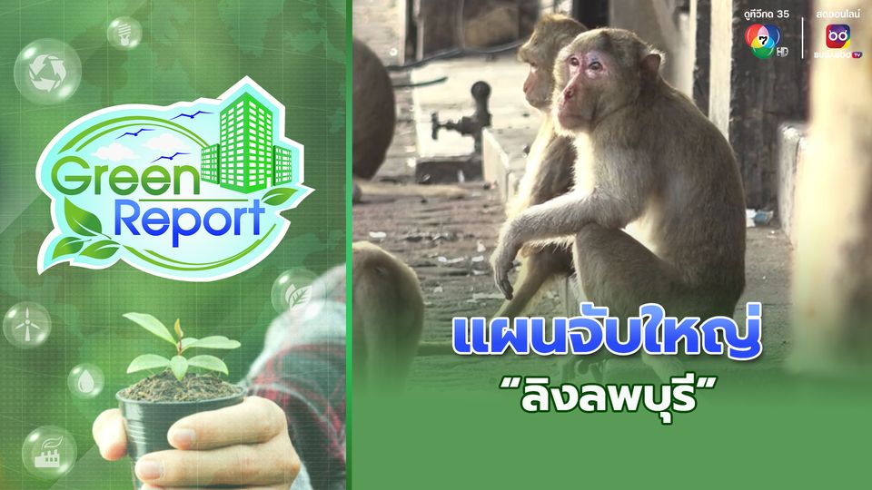 Green Report : แผนจับใหญ่ "ลิงลพบุรี" เข้ากรง