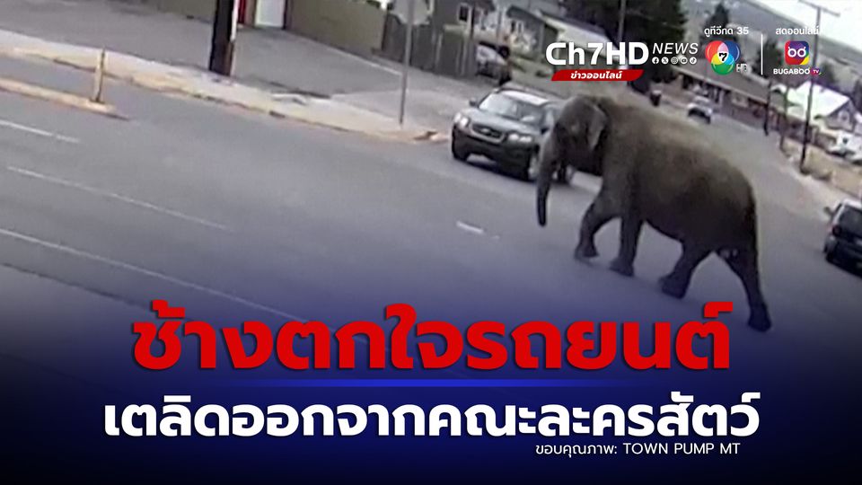 ช้างตกใจรถยนต์ เตลิดออกจากคณะละครสัตว์