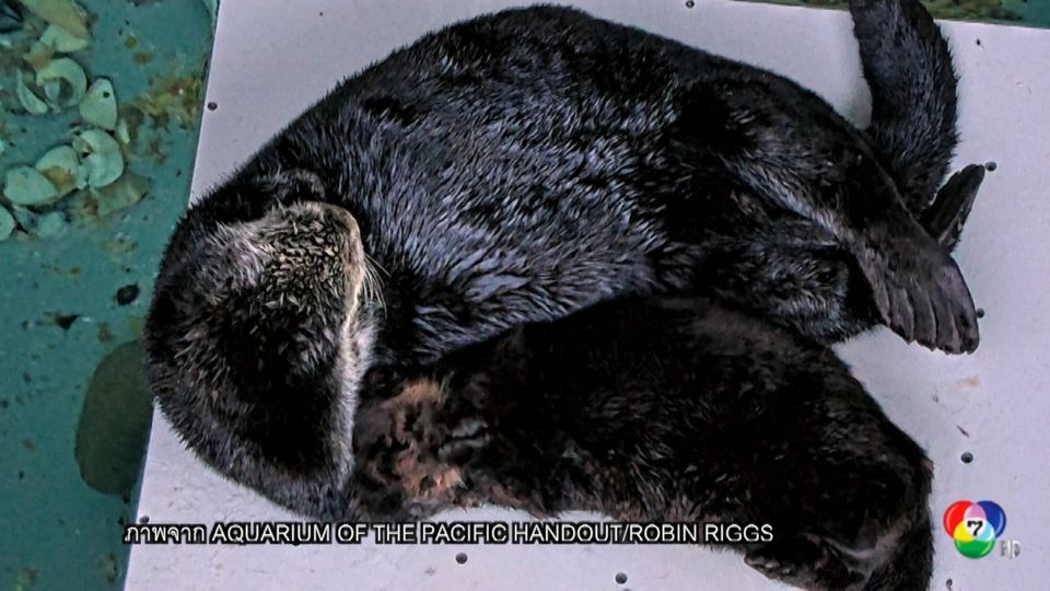 พิพิธภัณฑ์สัตว์น้ำในสหรัฐฯ ช่วยลูกนากทะเลกำพร้าหาแม่นากทะเลอุ้มบุญ