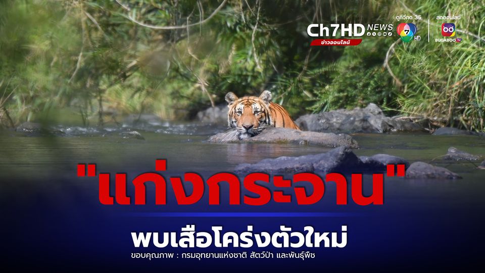 อช.แก่งกระจาน พบ #เสือโคร่ง ตัวใหม่แถบต้นน้ำเพชรบุรี ได้ชื่อ "KKT-006M"