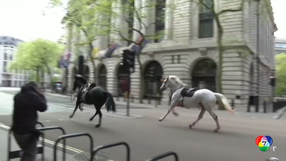 เผยภาพม้าวิ่งเตลิดกลางกรุงลอนดอน