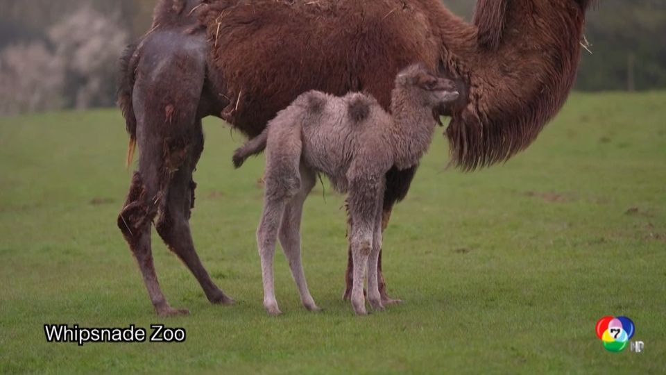 สวนสัตว์อังกฤษเปิดตัวลูกอูฐเกิดใหม่ตัวแรกในรอบ 8 ปี