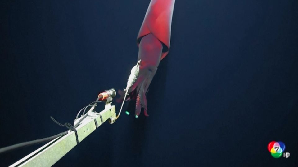 พบหมึกยักษ์น้ำลึกหายาก ในมหาสมุทรแปซิฟิก
