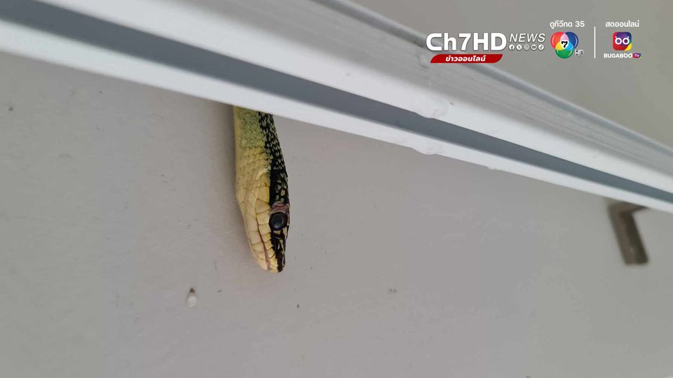 งูเขียวพระอินทร์