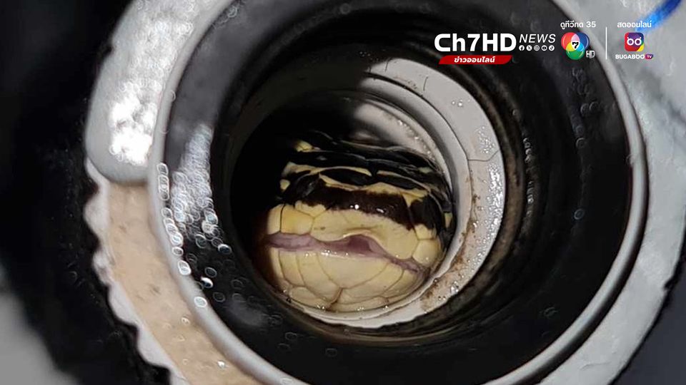 งูเขียวพระอินทร์