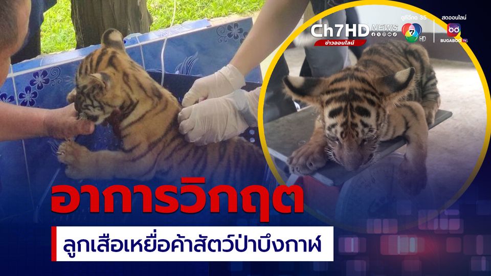 ลูกเสือบึงกาฬเหยื่อค้าสัตว์ป่าอาการวิกฤต เร่งส่ง รพ.สัตว์ขอนแก่น