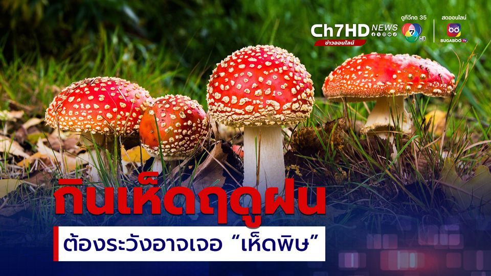 กินเห็ดฤดูฝนต้องระวังอาจเจอ “เห็ดพิษ” อันตรายถึงชีวิต 