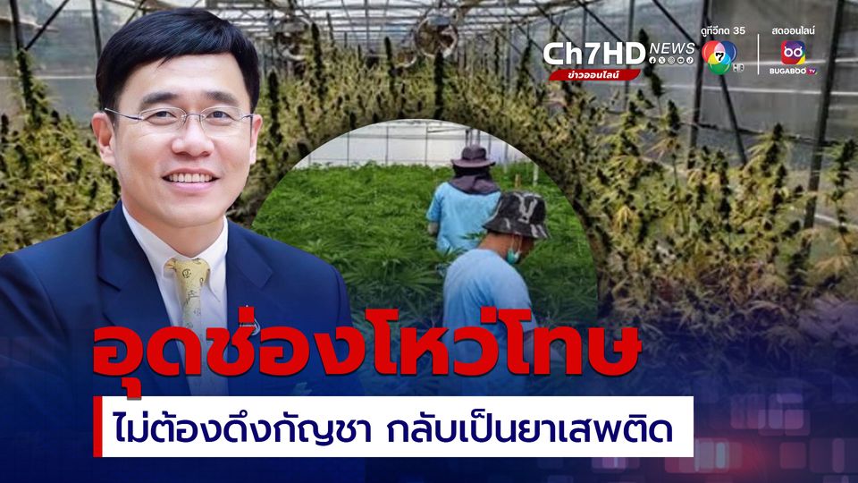 กัญชากลับเป็นยาเสพติด “หมอรุ่งเรือง” หวั่นองค์ความรู้หยุดชะงัก ทำลายโอกาสคนไทย