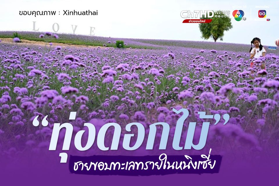 ทุ่งดอกไม้ ชายขอบทะเลทรายในหนิงเซี่ย 