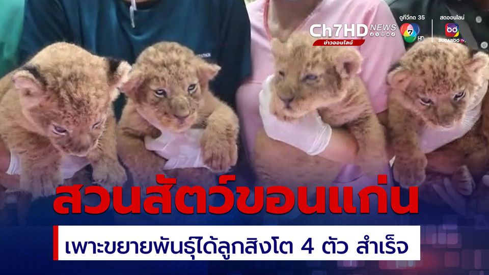 สวนสัตว์ขอนแก่น เพาะขยายพันธุ์ได้ลูกสิงโต 4 ตัว  สำเร็จ  