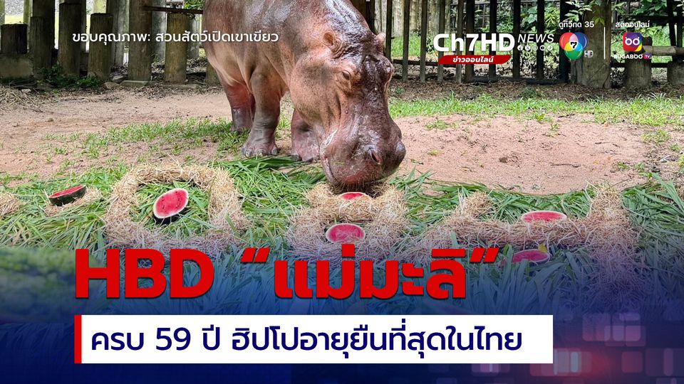 ฉลองวันเกิด “แม่มะลิ” อายุครบ 59 ปี  ฮิปโปฯ อายุยืนที่สุดในไทย