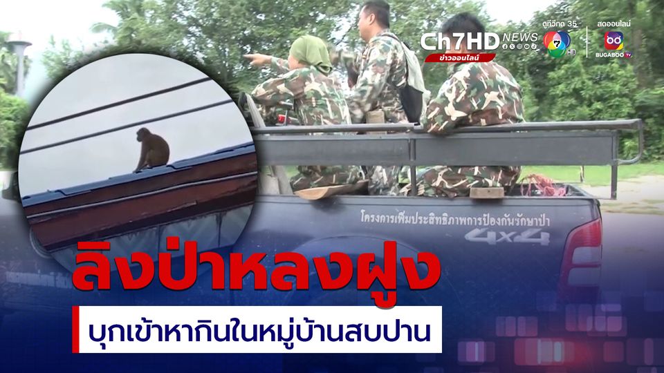 ผวาหลังมีลิงป่าหลงฝูง บุกเข้าหากินในหมู่บ้านบ้านสบปาน จ.ลำปาง