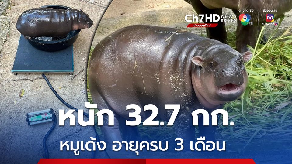 หมูเด้ง อายุครบ 3 เดือนแล้ว ชั่งน้ำหนักได้ 32.7 กก.