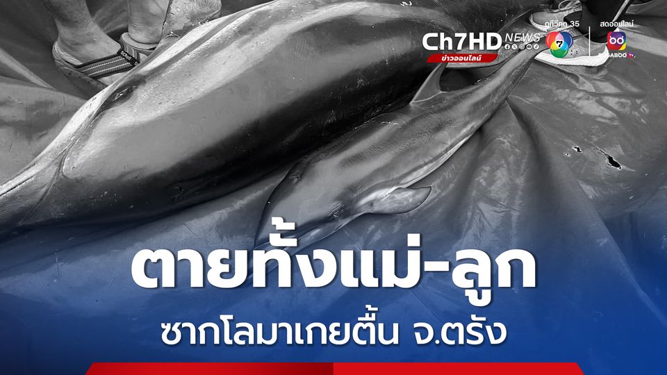สลด! ซากโลมาแม่-ลูกเกยตื้น จ.ตรัง