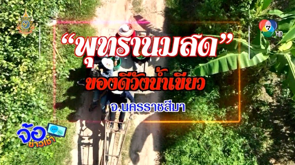 เปิดสวนชมชิม พุทรานมสด ของดีวังน้ำเขียว จ.นครราชสีมา