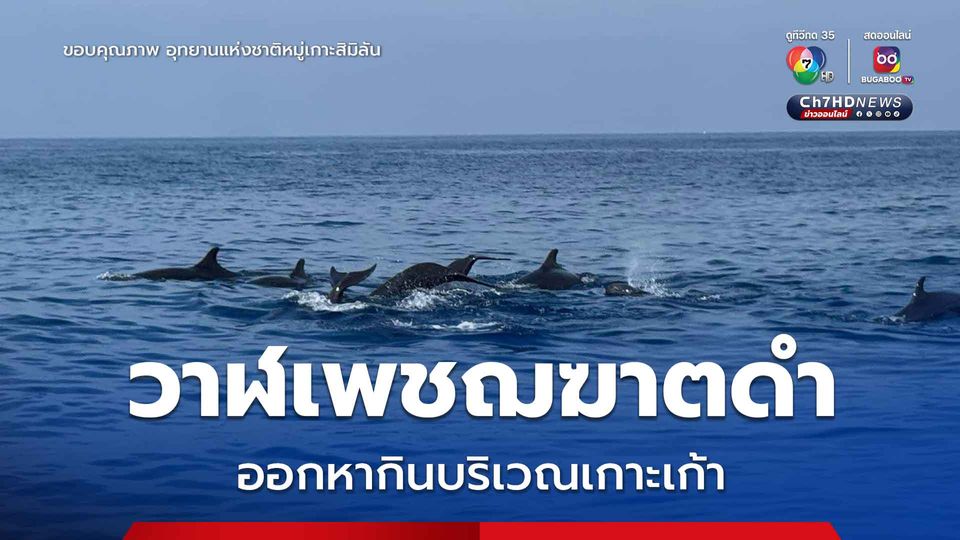 เจ้าหน้าที่ประจำหน่วยพิทักษ์ที่ สล.2 (เกาะสิมิลัน) พบวาฬเพชฌฆาตดำ ประมาณ 100 ตัว