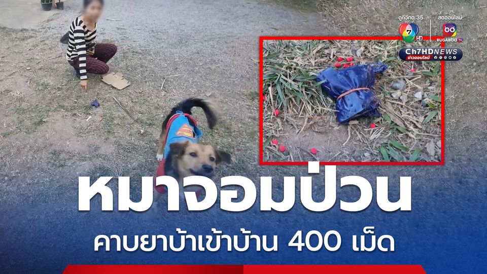 สองผัวเมีย ผงะ กลับบ้านเจอหมาจอมป่วน คาบยาบ้าเข้าบ้าน 400 เม็ด