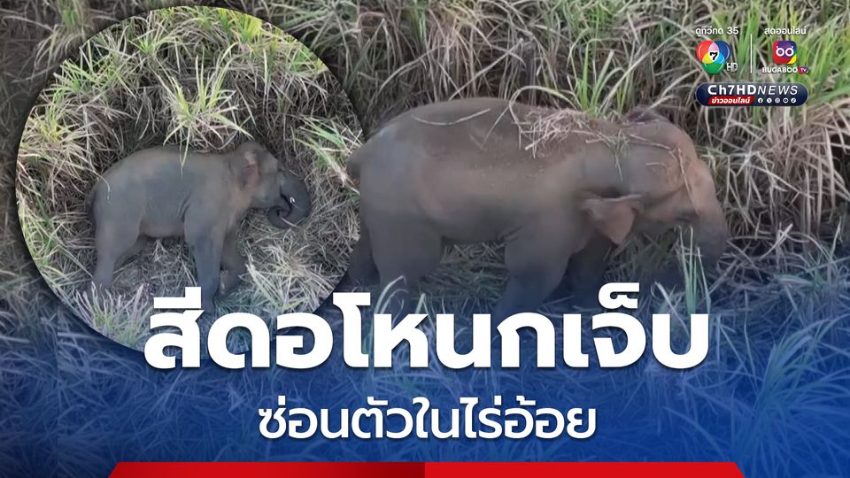 สีดอโหนกยังเจ็บบริเวณขา หลังถูกรถชน ซ่อนตัวในไร่อ้อย แจ้งหน่วยอนุรักษ์เฝ้าจับตา