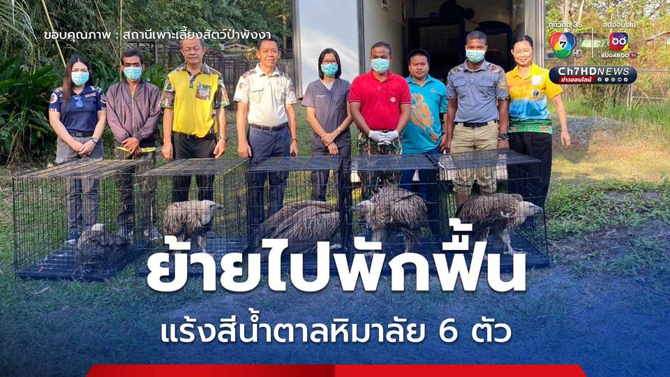 ขนย้ายแร้งสีน้ำตาลหิมาลัย 6 ตัว ไปพักฟื้นก่อนปล่อยคืนธรรมชาติ