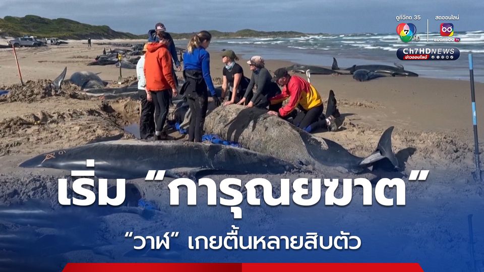 สุดสลด! เริ่มการุณยฆาต “วาฬ” หลายสิบตัวเกยตื้นในออสเตรเลีย