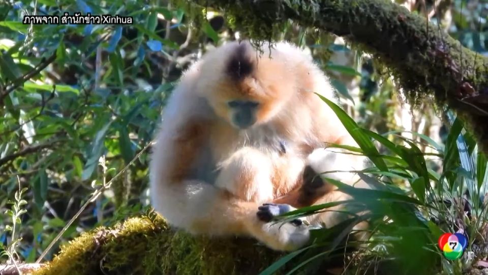 เผยภาพชะนีหงอนดำตะวันตกหายาก ในจีน