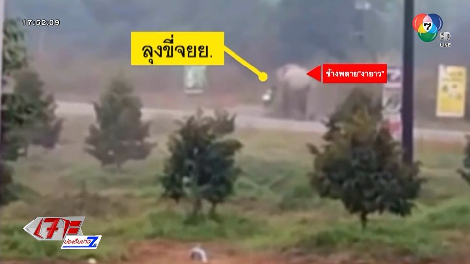 ช้างป่าแตกฝูงวิ่งหนีเตลิดในชุมชน จ.จันทบุรี