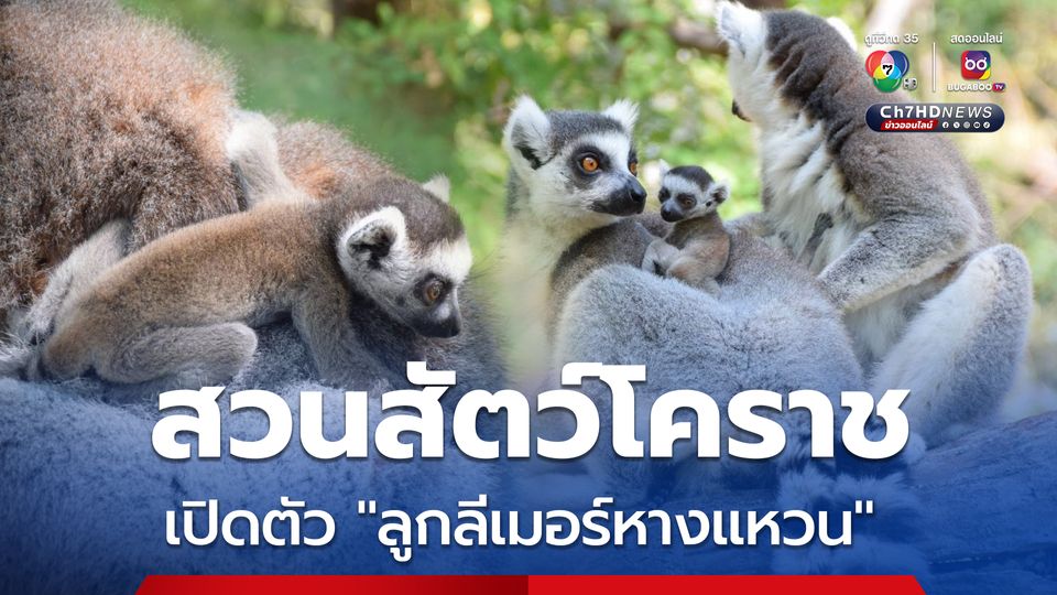 สวนสัตว์โคราช เปิดตัวสมาชิกใหม่ "ลูกลีเมอร์หางแหวน" สุดแสนน่ารัก