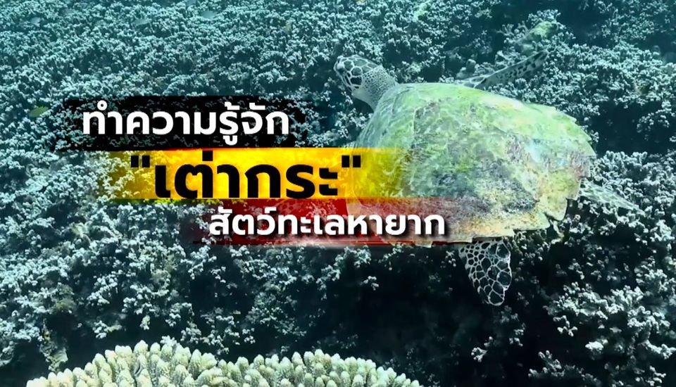 Kids พิทักษ์โลก : ทำความรู้จัก “เต่ากระ” สัตว์ทะเลหายาก Ep.16