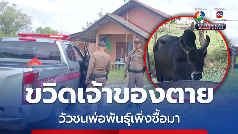 สลด เจ้าของฟาร์มวัวชน ถูกวัวชนพ่อพันธุ์ขวิดตาย