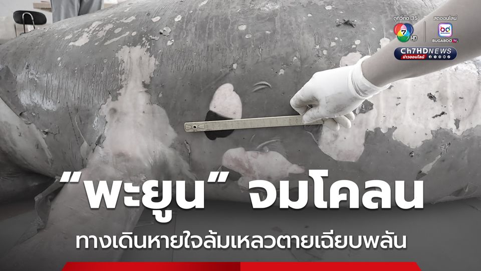 “พะยูน” จมโคลนบริเวณน้ำตื้น ทางเดินหายใจล้มเหลวตายเฉียบพลัน 