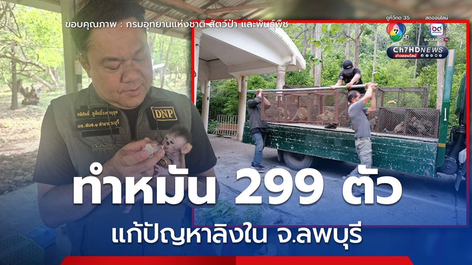 ทำหมัน 299 ตัว แก้ปัญหาลิงใน จ.ลพบุรี