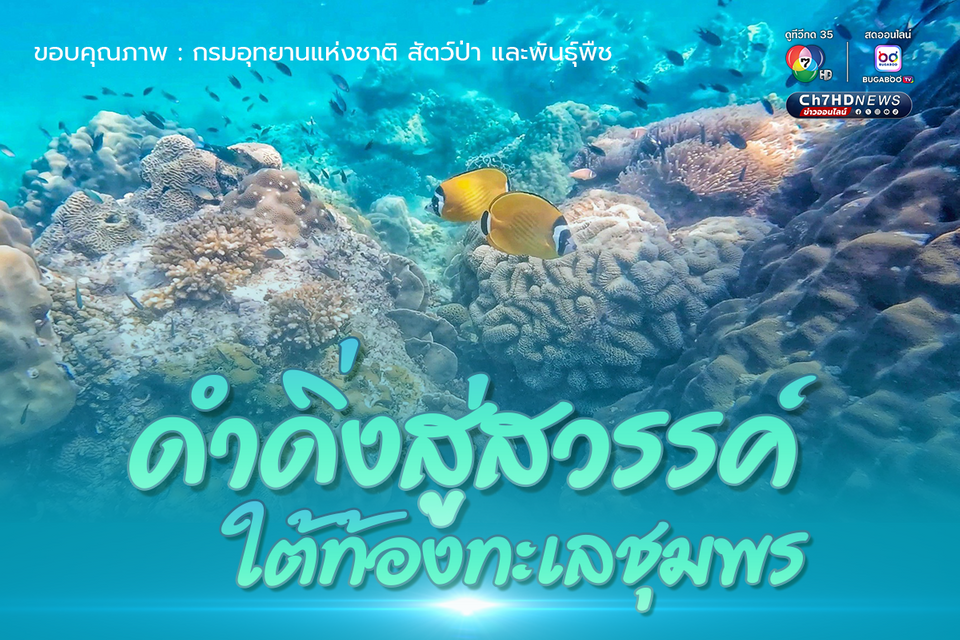 ดำดิ่งสู่สวรรค์ ใต้ท้องทะเลชุมพร