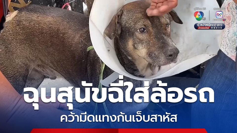 เจ้าของรถฉุนสุนัขฉี่ใส่ล้อรถ คว้ามีดแทงก้นสุนัข บาดเจ็บสาหัส