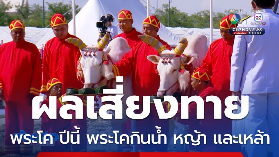 พระยาแรกนา หยิบได้ผ้า 5 คืบ พระโคกินน้ำ หญ้า และเหล้า