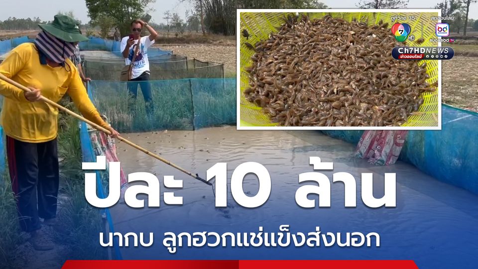 ลูกฮวกแช่แข็งส่งออก นากบโกยเงินปีละ 10 ล้าน