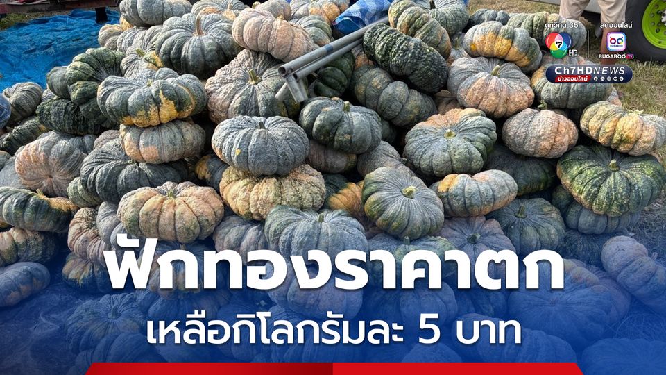 “ฟักทอง” ราคาตก เหลือกิโลกรัมละ 5 บาท “เกษตรกร” เรียกร้อง “พาณิชย์” เร่งแก้ด่วน!